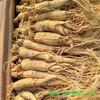 人参个1000克促销批发价山参白参生晒参25支500克 产地 吉林省白山市抚松县 大货批发价图2