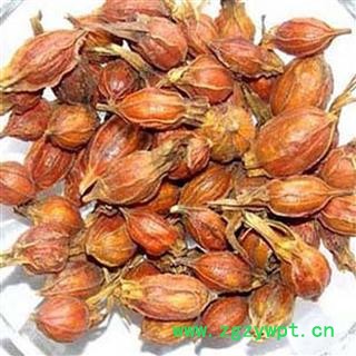 煜庭药业 栀子 小栀子图4