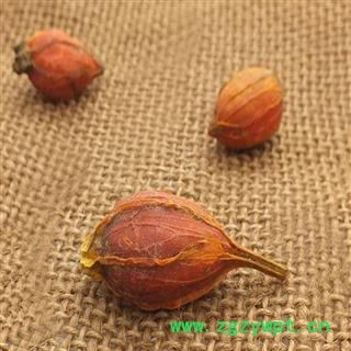 煜庭药业 栀子 小栀子图3