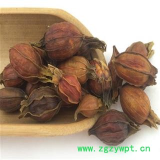 煜庭药业 栀子 小栀子图2