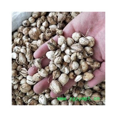 炉贝 炉贝无硫统货 产地 四川省