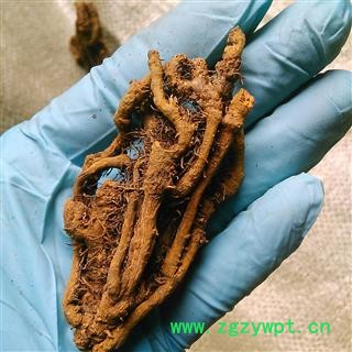 黄连 鸡爪黄连个 产地 四川省图2