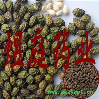 煜庭药业 鸭胆子图2