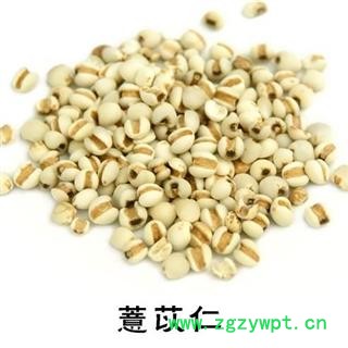 小薏米 小苡米薏苡仁薏米仁薏仁米苡仁图2