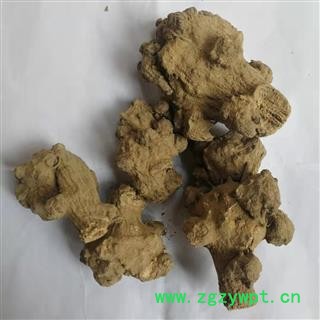 瑞森药材行菊三七 金不换 紫三七 铁罗汉今年新货实物拍照图3