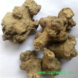 瑞森药材行菊三七 金不换 紫三七 铁罗汉今年新货实物拍照图4