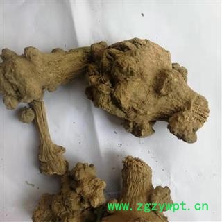 瑞森药材行菊三七 金不换 紫三七 铁罗汉今年新货实物拍照图2