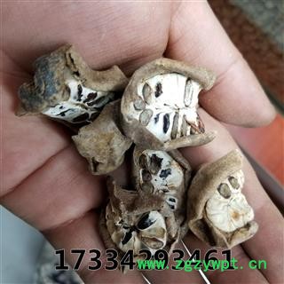 八月札 别称 八月扎 八月爪 预知子 新货图3