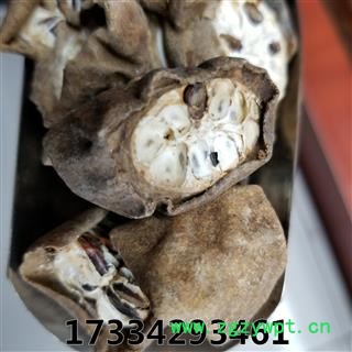 八月札 别称 八月扎 八月爪 预知子 新货图2