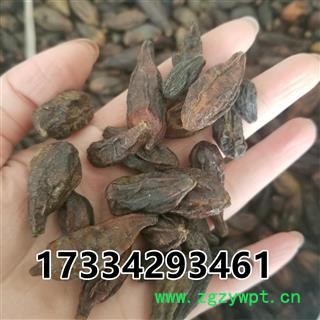 西青果  藏青果 使君子果 嫩诃子图4