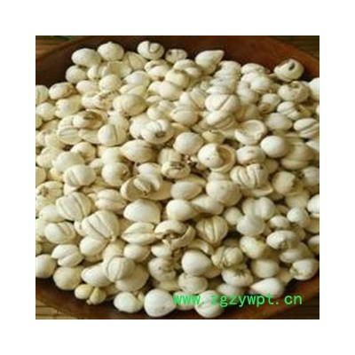 小丽百草行川贝 松贝统货