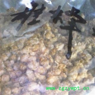 小丽百草行雄蜂蛹 地蜂子 蜂蛹图3