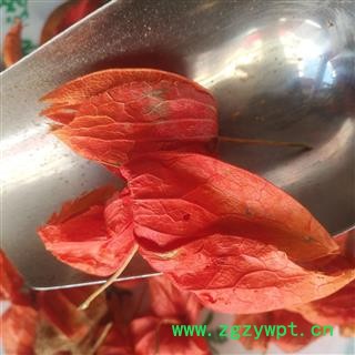 安祁名药精选锦灯笼 红菇娘 挂金灯图3