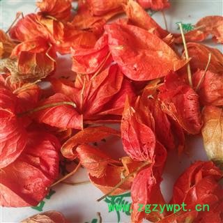 安祁名药精选锦灯笼 红菇娘 挂金灯图4