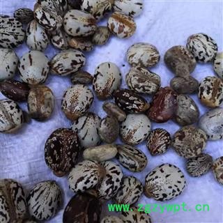 安祁名药蓖麻子  去壳去皮 白蓖麻子 黑蓖麻子 红蓖麻子图2