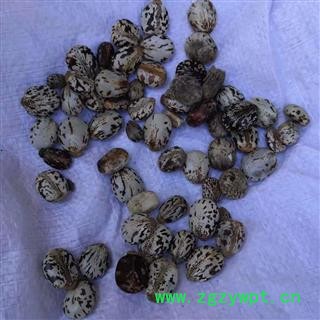 安祁名药蓖麻子  去壳去皮 白蓖麻子 黑蓖麻子 红蓖麻子图3