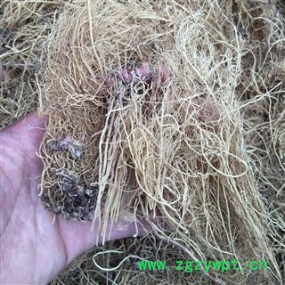 水洗细辛段无土无石子 茗生春药材总公司 一手货源  7天无理由退换图2