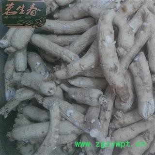 白参 生晒参35支 产地 吉林省 茗生春药材总公司 一手货源 7天无理由退换图3
