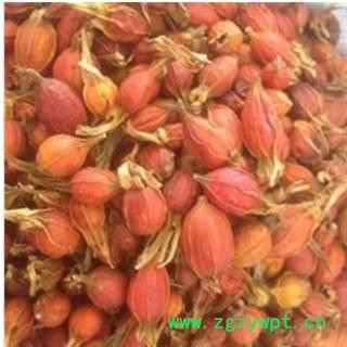 栀子 江西红栀子小选个 产地 江西省图2