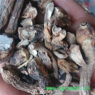 白参生晒参人参山参 烤焦白参 产地 吉林省图2