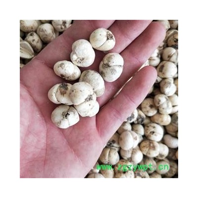 青贝 青贝大选货 产地 青海省