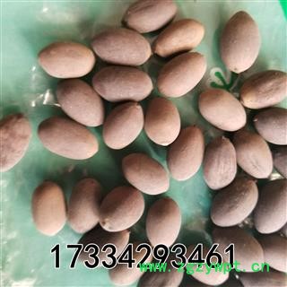 甜石莲子  别称-石莲肉 甜石莲 壳莲子 带皮莲子图2