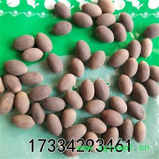 甜石莲子  别称-石莲肉 甜石莲 壳莲子 带皮莲子图3