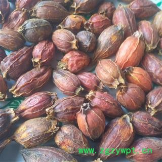 诺源药材行优质栀子 红栀子 无硫新货可打粉图3