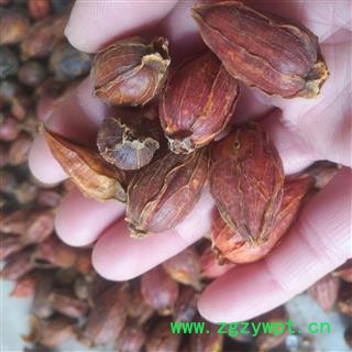 诺源药材行优质栀子 红栀子 无硫新货可打粉图2