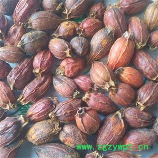 诺源药材行优质栀子 红栀子 无硫新货可打粉图4