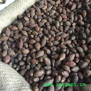 诺源药材行胖大海圆果统货 产地直销 价位低廉图2