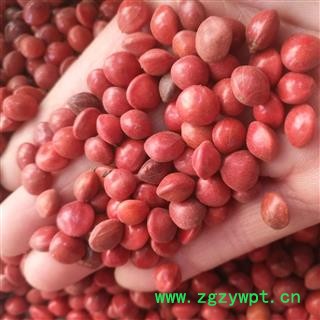 诺源药材行相思豆  孔雀豆 红豆 鸡母珠图2