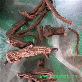 小丽百草行红大戟  产地云南无杂图2