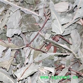 蜀漆 鸡屎草鸭屎草 常山嫩枝叶蜀漆叶七叶鸡尿草鸭尿草中药材小丽百草行图3