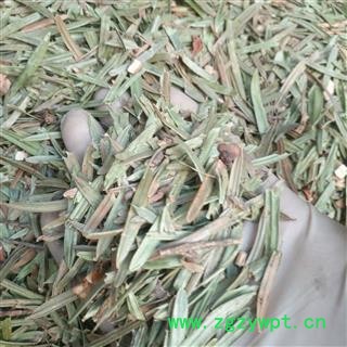 安祁名药正品中药材三尖杉  尖松 狗尾松  白头杉图2