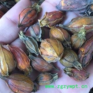 安祁名药正品江西栀子 红栀子图2