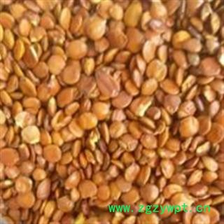 安祁名药酸枣仁 进口枣仁 另有国产酸枣仁图2