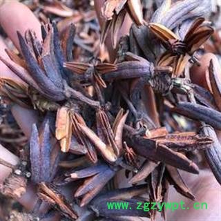 安祁名药中药材六轴子 山芝麻  土连翘 八里麻子图2