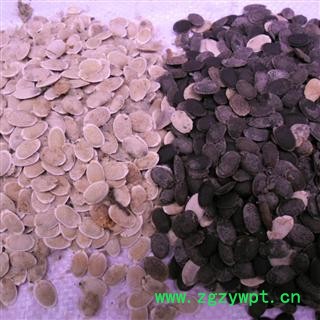 丝瓜籽 统货 产地 四川省成都市双流县图4