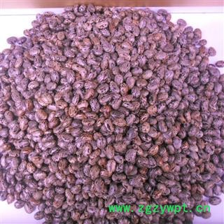 蓖麻子 统货 产地 四川省成都市双流县图4