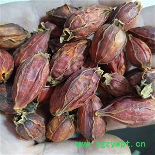 栀子 产地直销红栀子新货纯干 产地 江西省图2