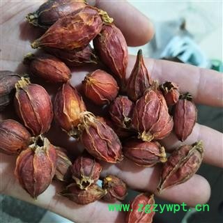 栀子 产地直销红栀子新货纯干 产地 江西省图4