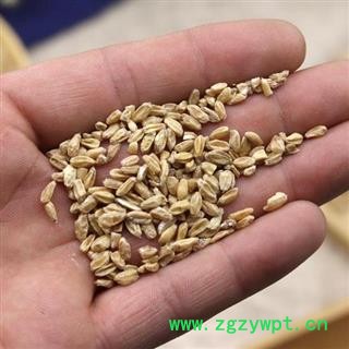 秦岭农家正品浮小麦 小麦瘪子散装另有甘草大枣500克图4