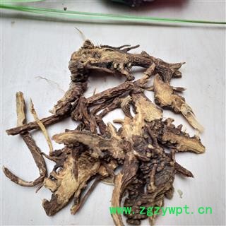 藁本 统货 产地 新疆维吾尔自治区图2