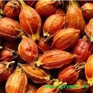 栀子 江西红栀子小统个 假一赔十 地道药材 良心药材 产地 江西省图2