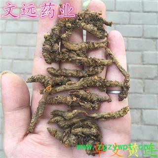 黄连 黄连沫  单支黄连 产地 四川省图2