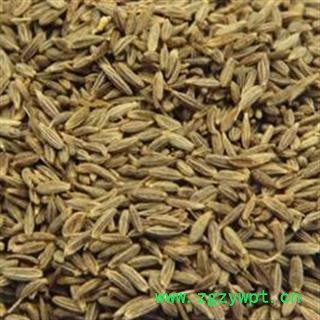 孜然 精品孜然 味道浓郁 过风无杂质 产地 广西壮族自治区图2