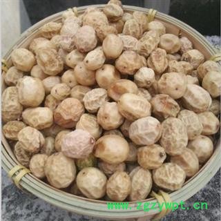 【可种植】苦楝子 秦岭 川楝子 楝实 金铃子 新品 干净 无硫1000g图3