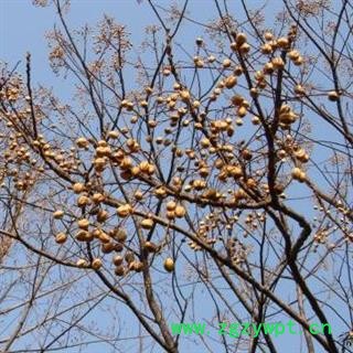 【可种植】苦楝子 秦岭 川楝子 楝实 金铃子 新品 干净 无硫1000g图4