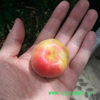 苦杏仁 秦岭野生杏仁 手工分拣500g图2